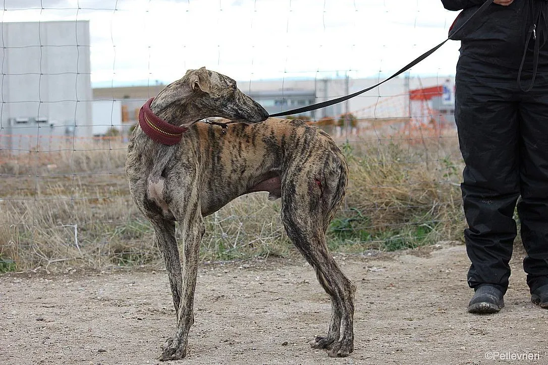 Chip 7875 adozione levrieri galgo 011