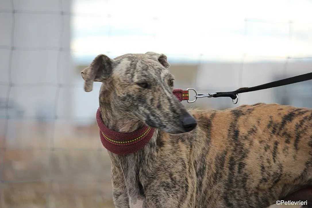 Chip 7875 adozione levrieri galgo 012