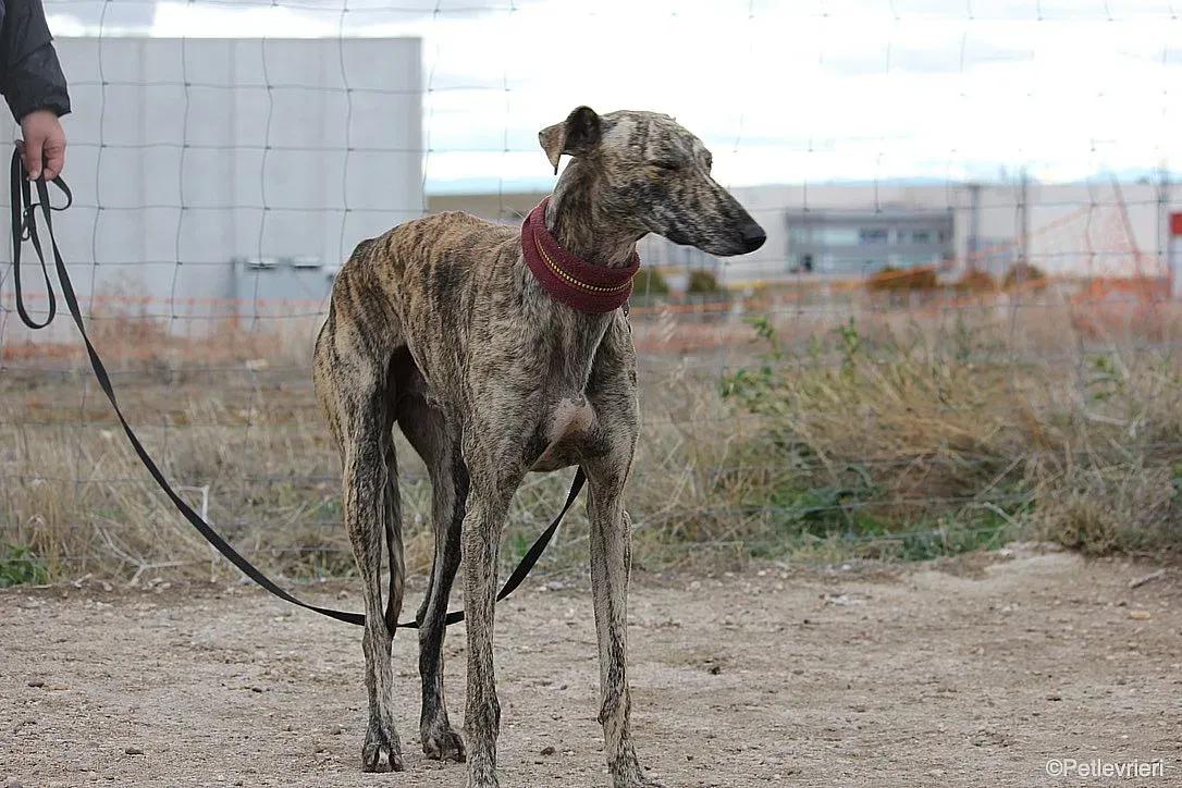 Chip 7875 adozione levrieri galgo 013