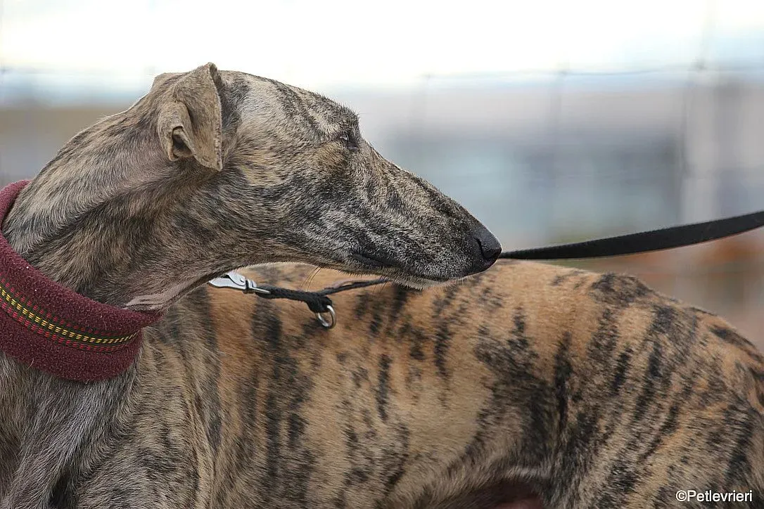 Chip 7875 adozione levrieri galgo 014