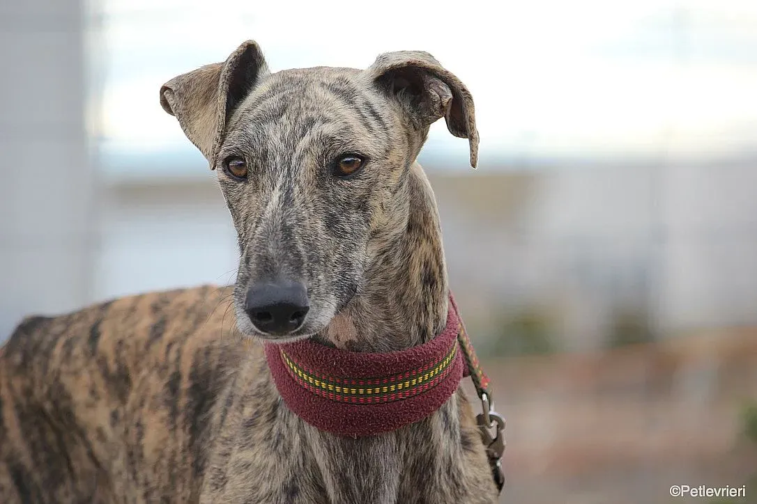 Chip 7875 adozione levrieri galgo 015