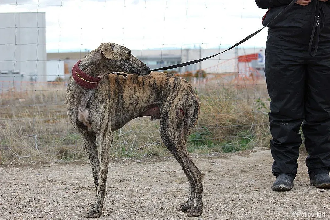 Chip 7875 adozione levrieri galgo 016