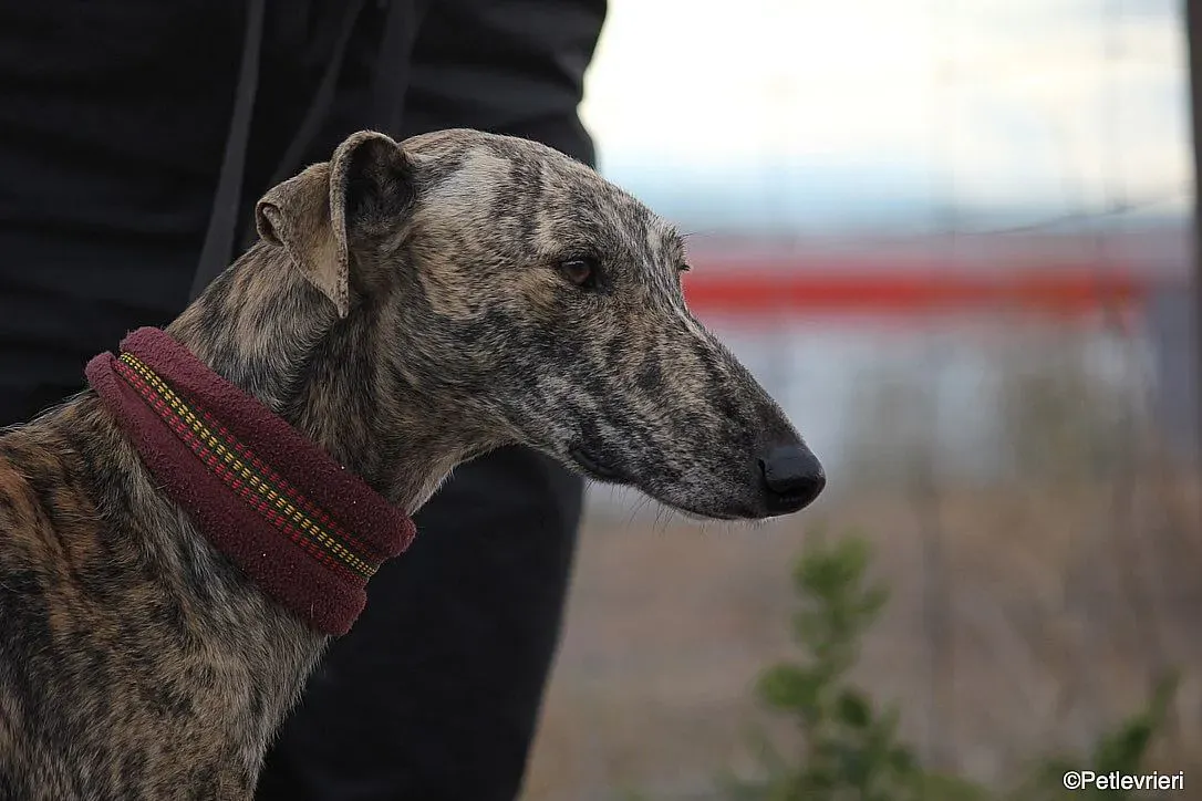 Chip 7875 adozione levrieri galgo 017