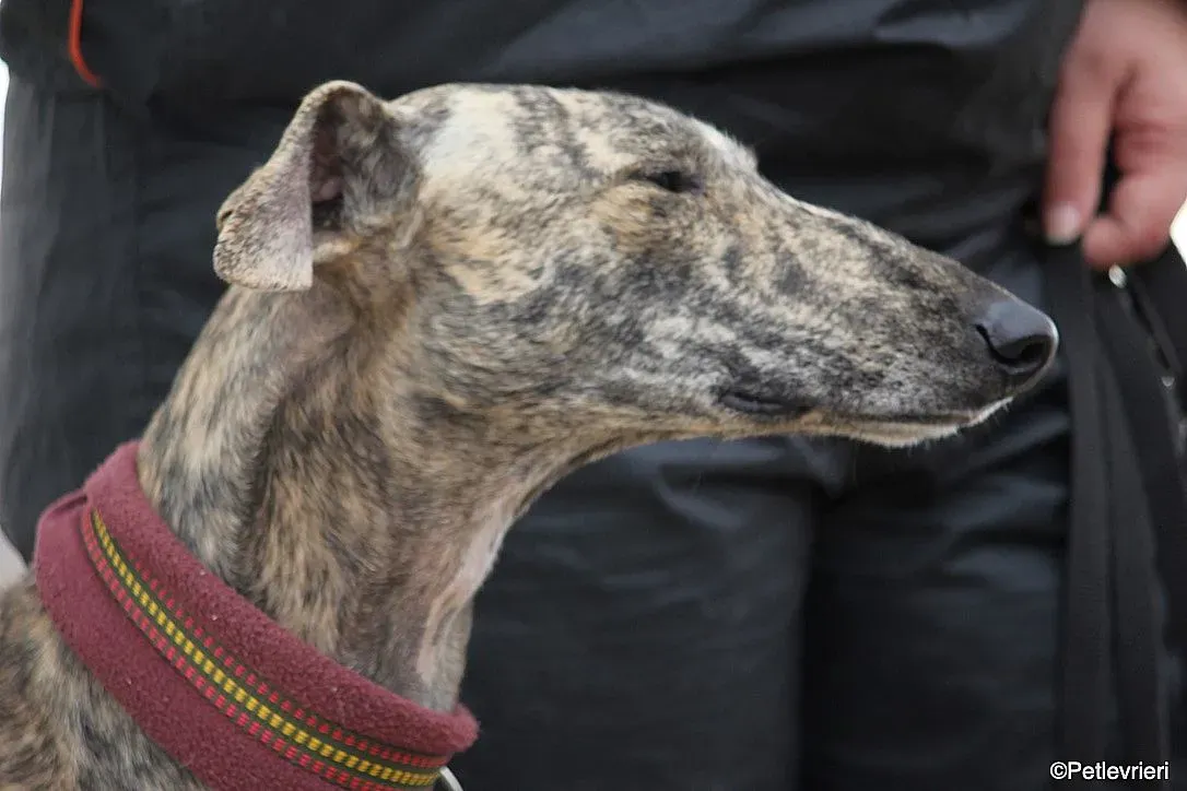 Chip 7875 adozione levrieri galgo 018