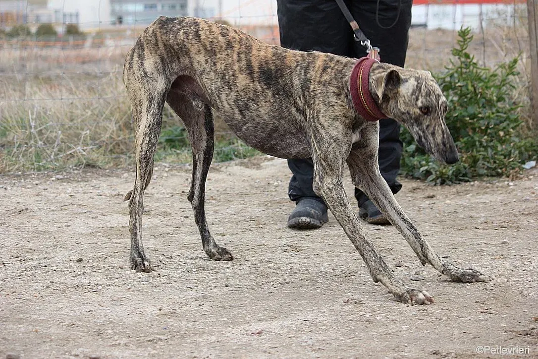 Chip 7875 adozione levrieri galgo 019