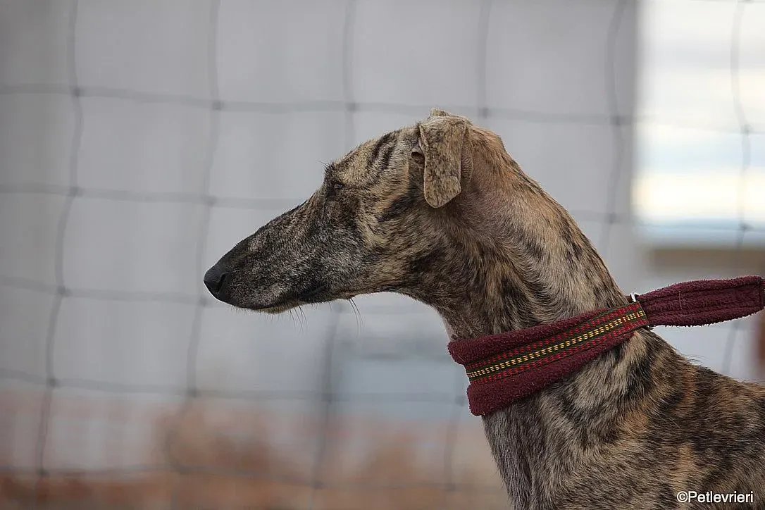 Chip 7875 adozione levrieri galgo 02