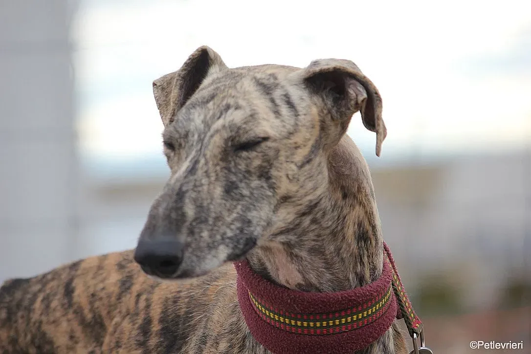 Chip 7875 adozione levrieri galgo 020