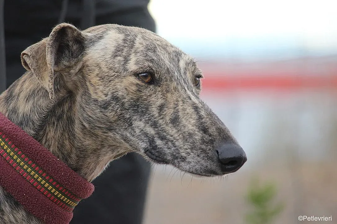 Chip 7875 adozione levrieri galgo 021