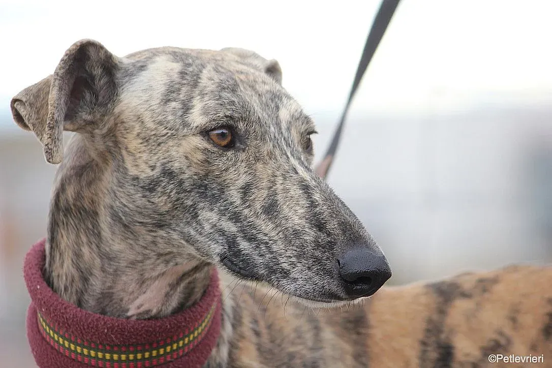 Chip 7875 adozione levrieri galgo 022