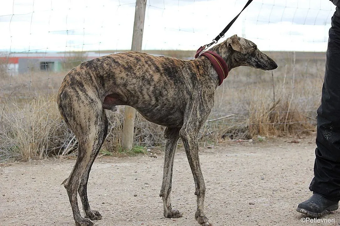 Chip 7875 adozione levrieri galgo 023