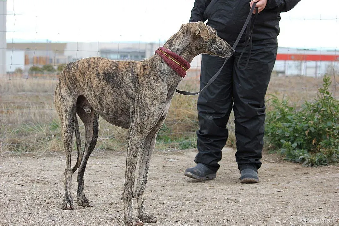 Chip 7875 adozione levrieri galgo 024