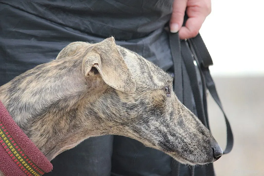 Chip 7875 adozione levrieri galgo 025