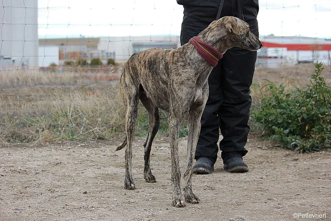 Chip 7875 adozione levrieri galgo 026