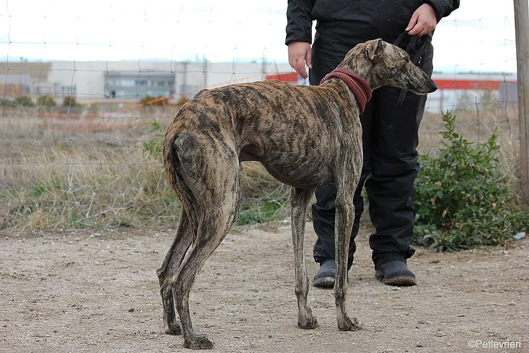 Chip 7875 adozione levrieri galgo 027