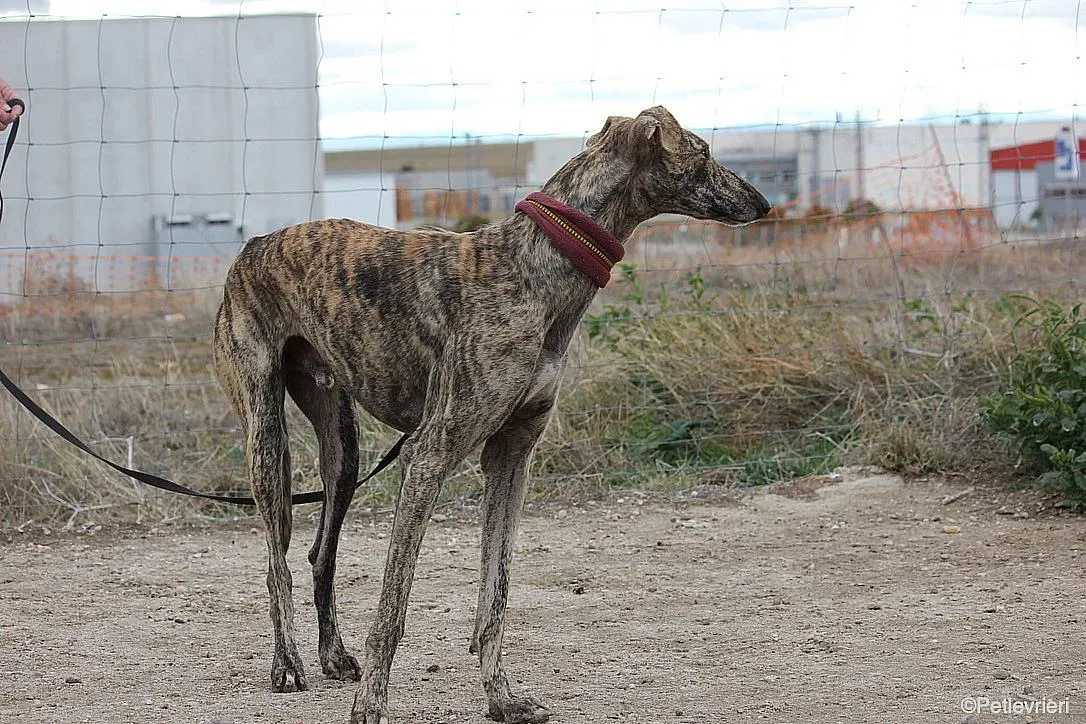 Chip 7875 adozione levrieri galgo 028