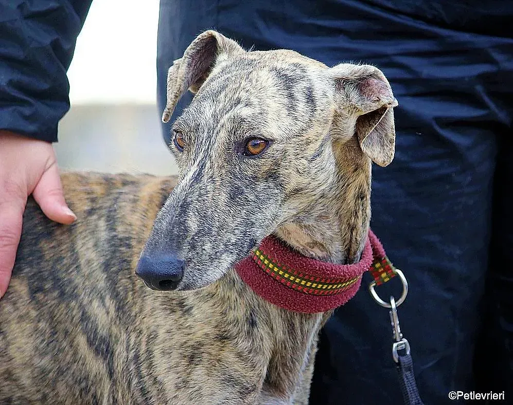 Chip 7875 adozione levrieri galgo 03 1