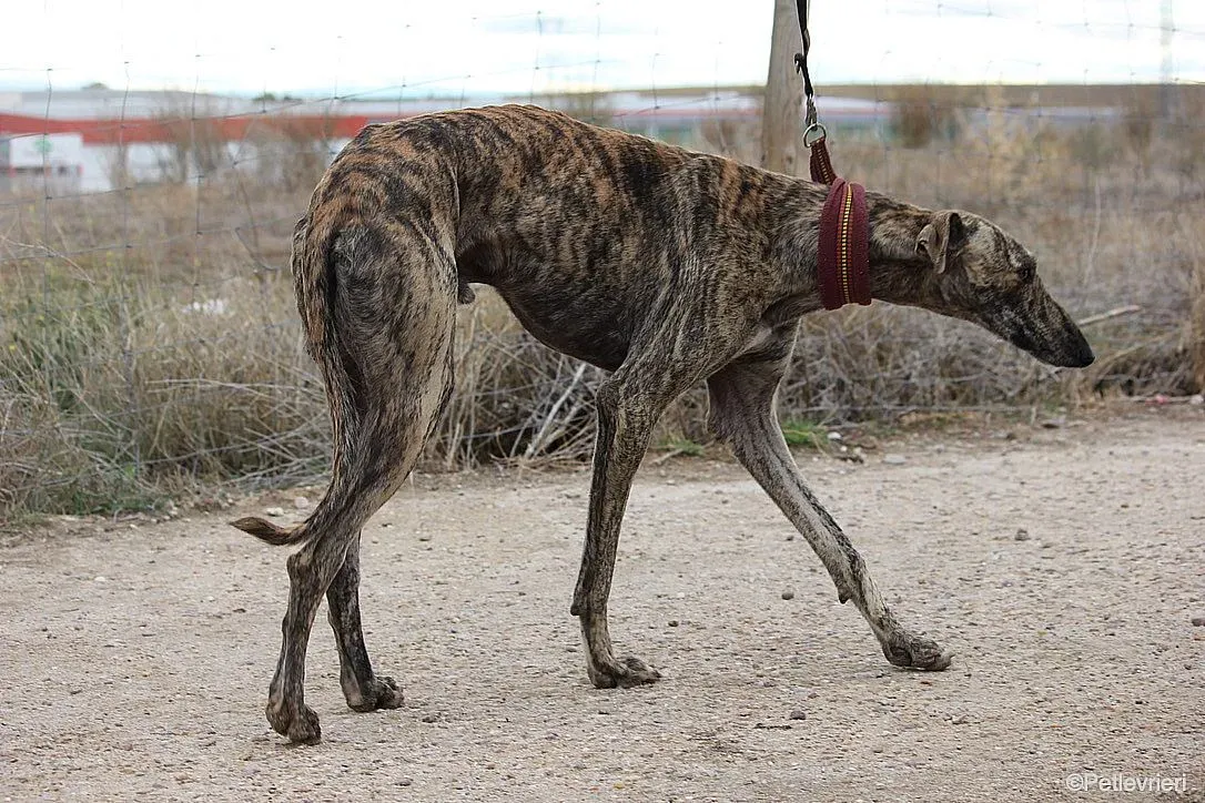 Chip 7875 adozione levrieri galgo 04