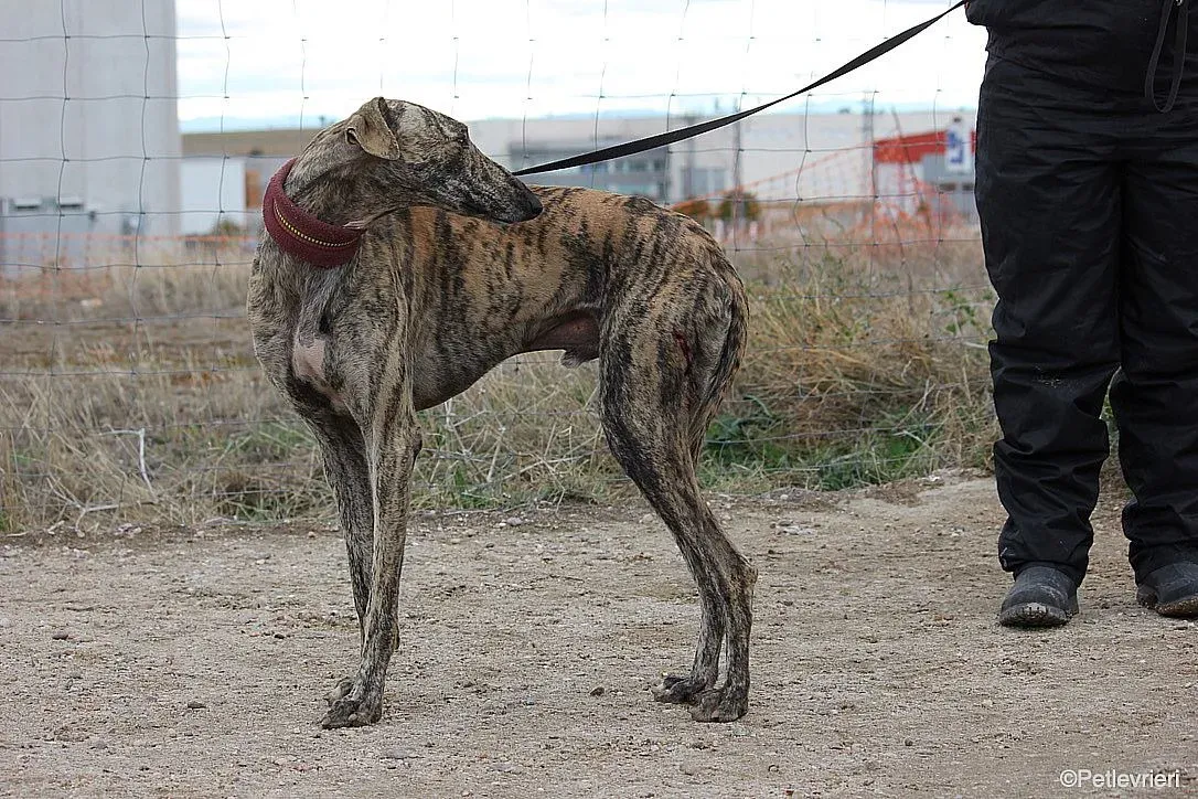 Chip 7875 adozione levrieri galgo 05