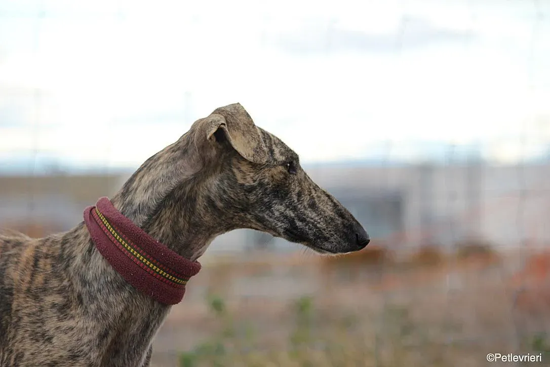 Chip 7875 adozione levrieri galgo 06