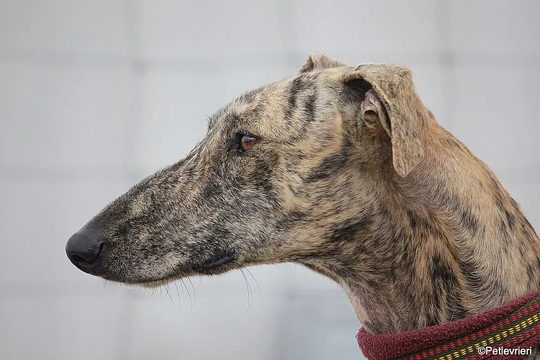 Chip 7875 adozione levrieri galgo 07