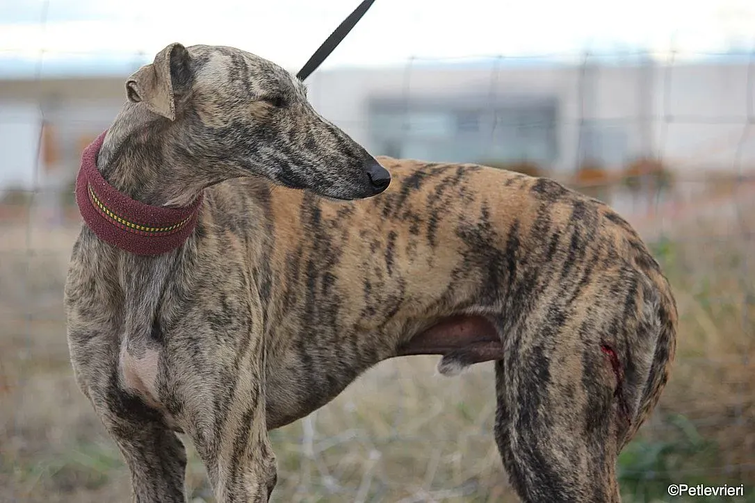 Chip 7875 adozione levrieri galgo 08