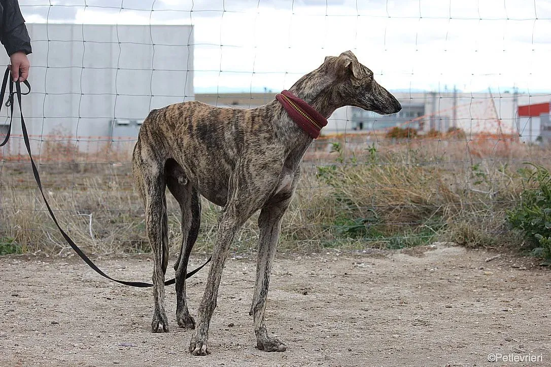 Chip 7875 adozione levrieri galgo 09