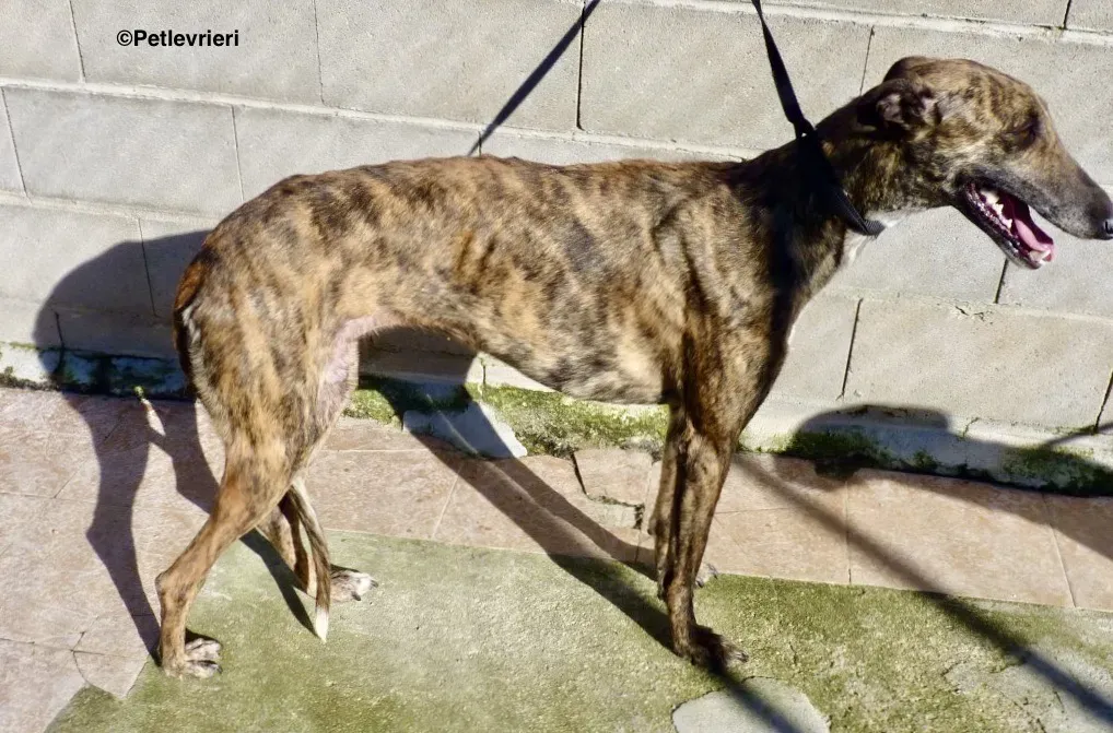 Chip 8014 adozione levrieri galgo 01