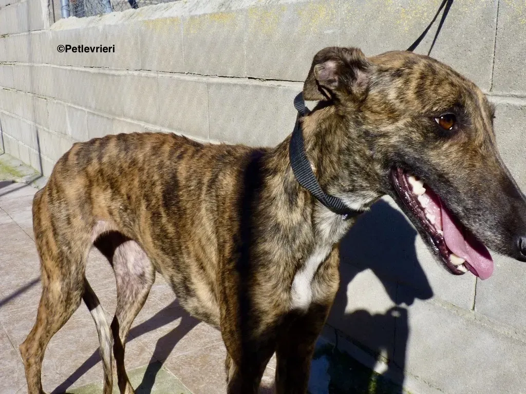 Chip 8014 adozione levrieri galgo 02