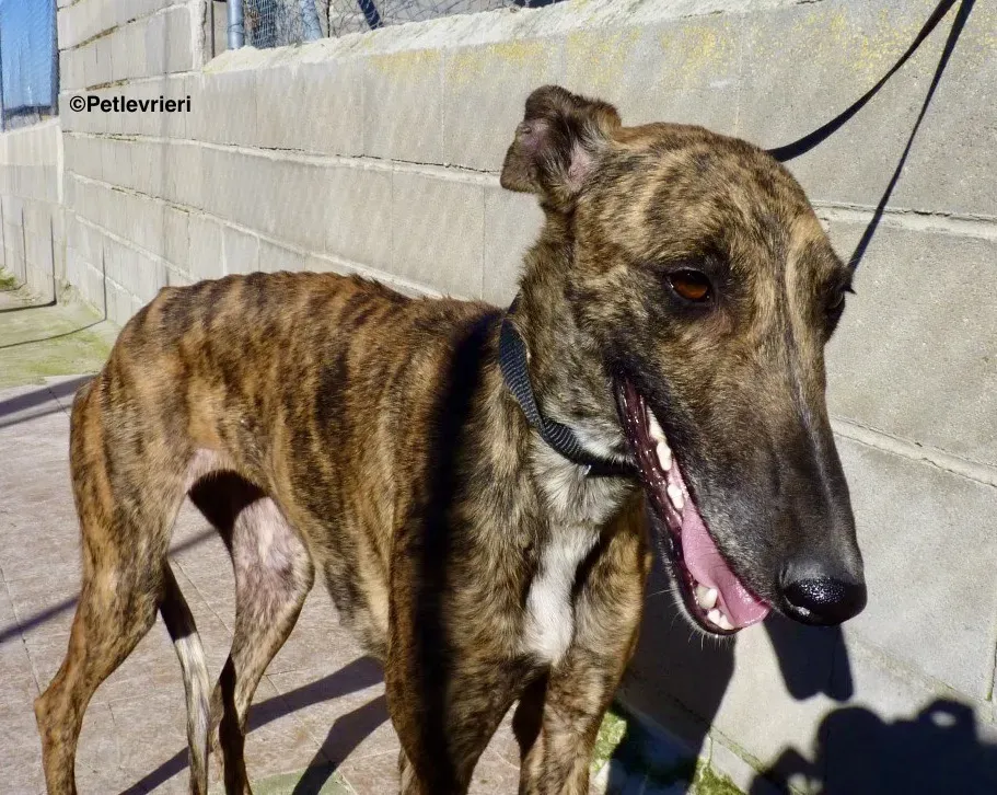 Chip 8014 adozione levrieri galgo 03