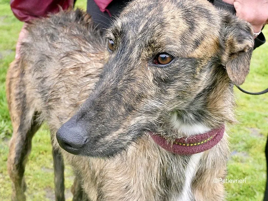 Chip 8061 adozione levrieri galgo 1