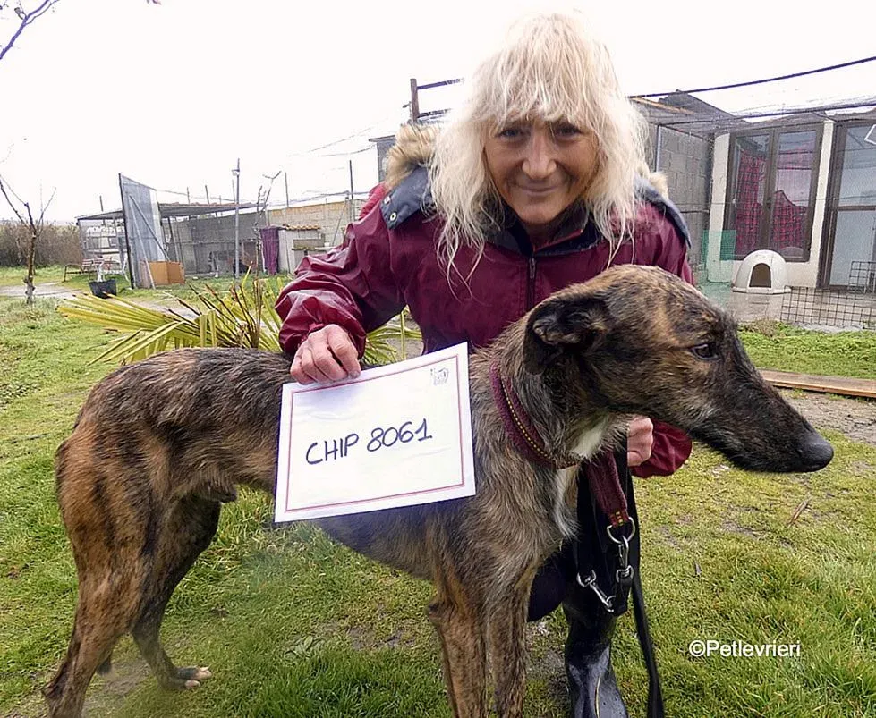 Chip 8061 adozione levrieri galgo 10