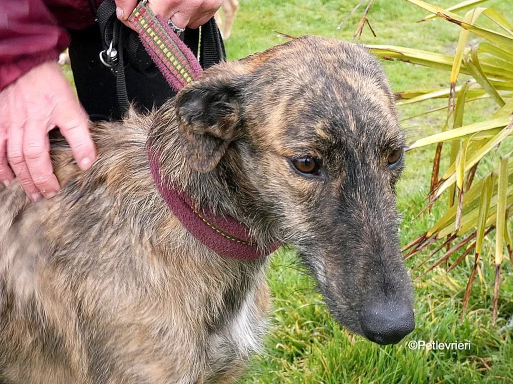 Chip 8061 adozione levrieri galgo 2