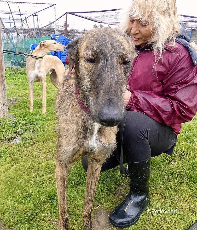 Chip 8061 adozione levrieri galgo 3