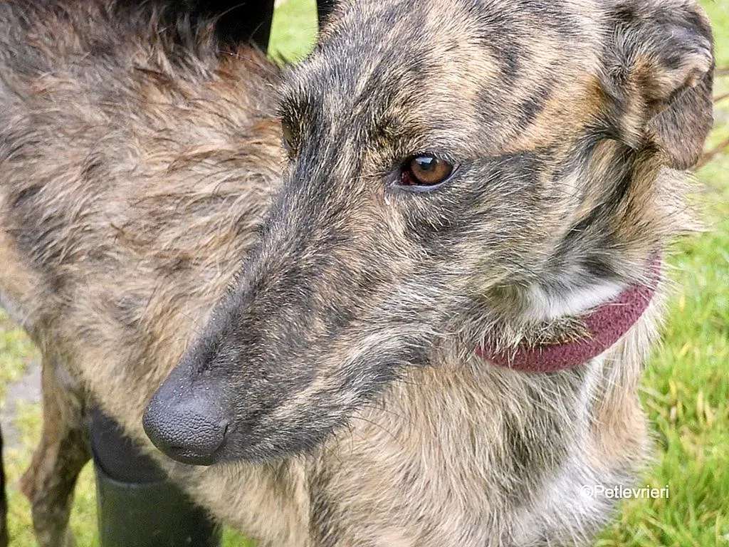 Chip 8061 adozione levrieri galgo 4