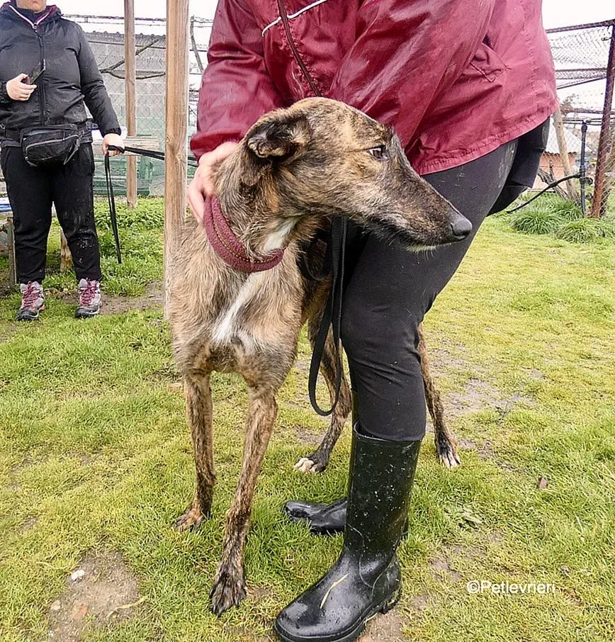 Chip 8061 adozione levrieri galgo 5