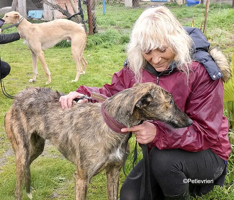 Chip 8061 adozione levrieri galgo 6