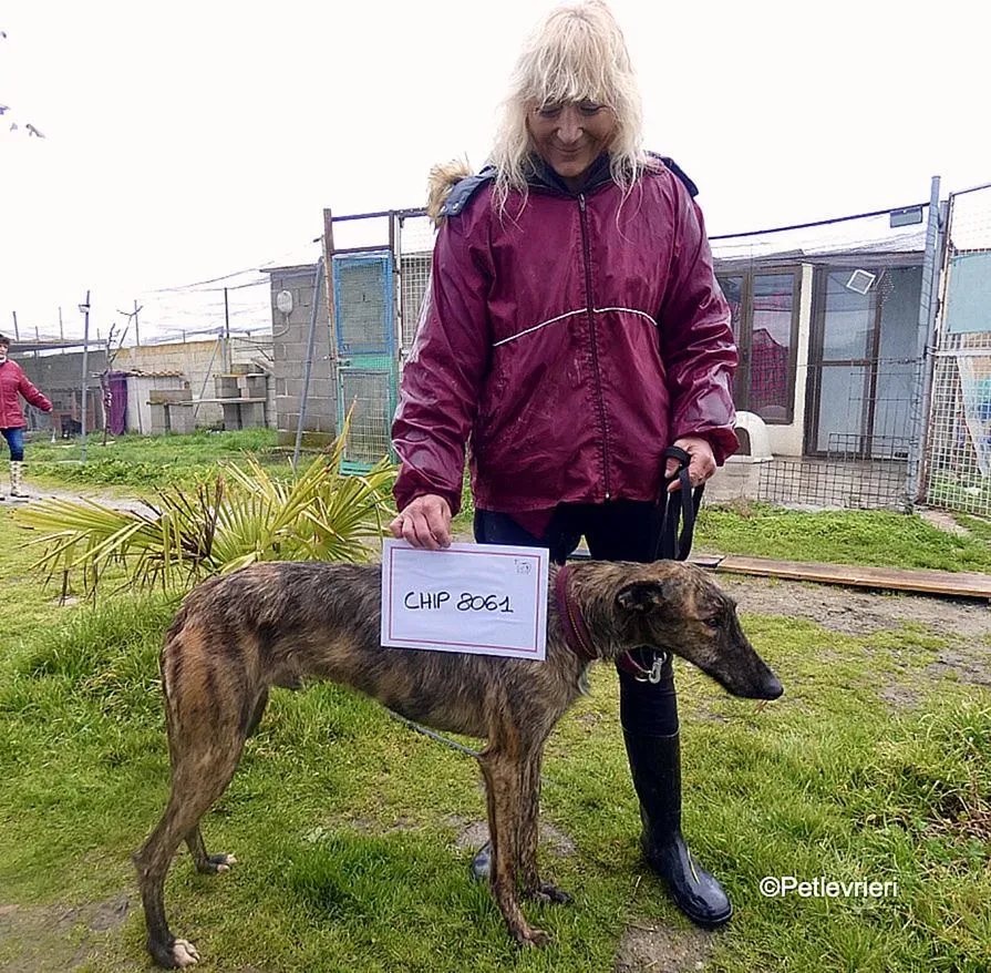 Chip 8061 adozione levrieri galgo 7