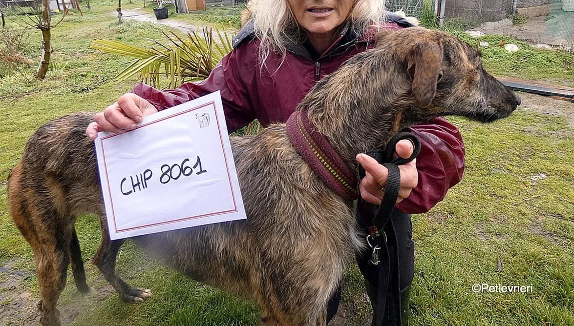 Chip 8061 adozione levrieri galgo 8