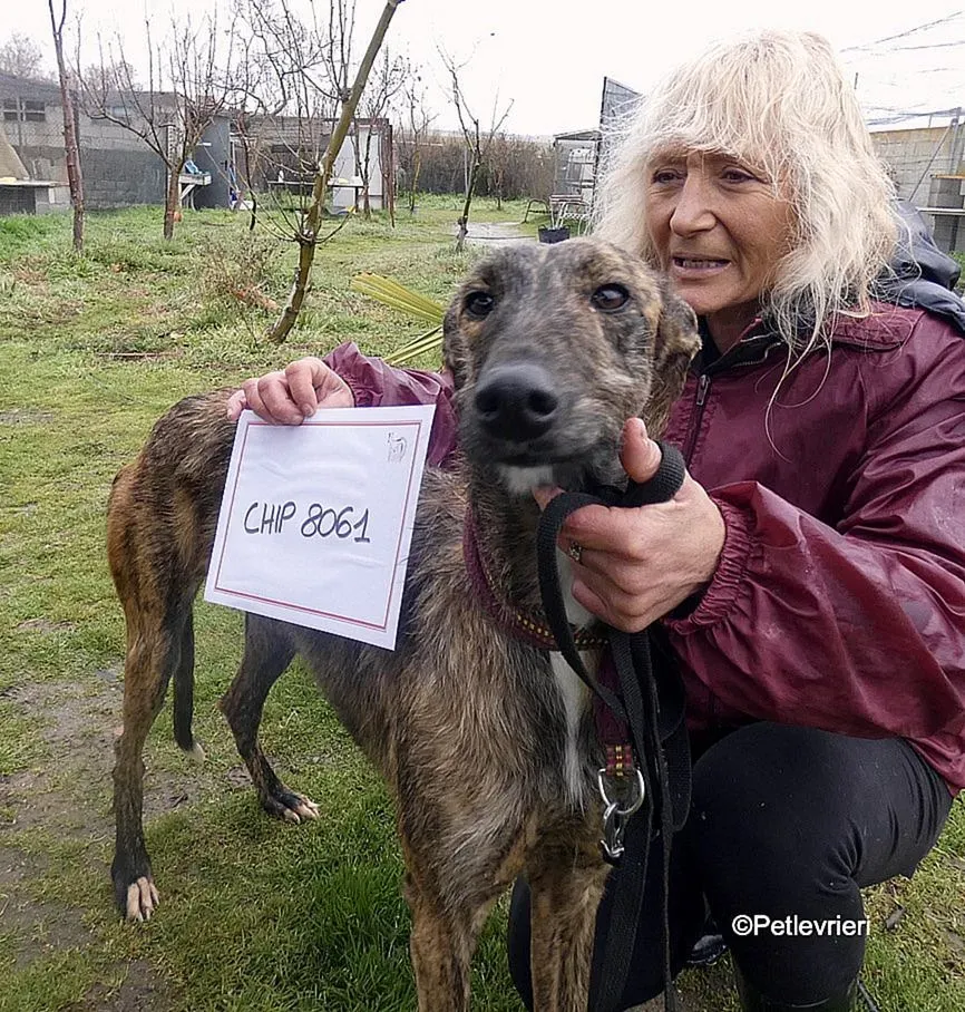 Chip 8061 adozione levrieri galgo 9