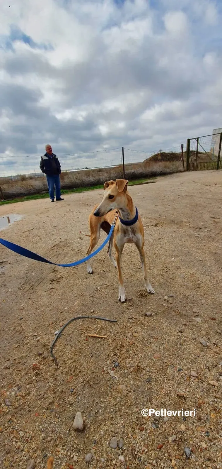 Chip 8062 adozioni levrieri galgo 04