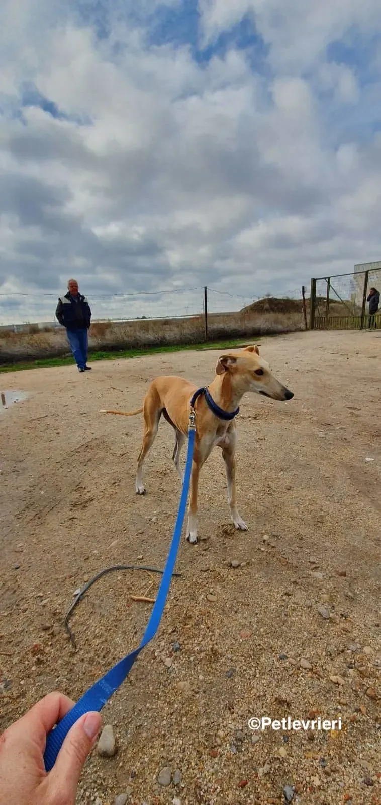 Chip 8062 adozioni levrieri galgo 05