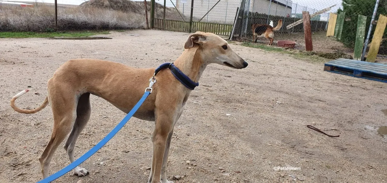 Chip 8062 adozioni levrieri galgo 06