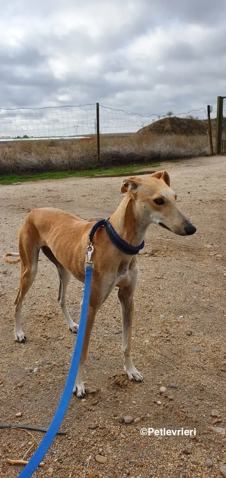 Chip 8062 adozioni levrieri galgo 07