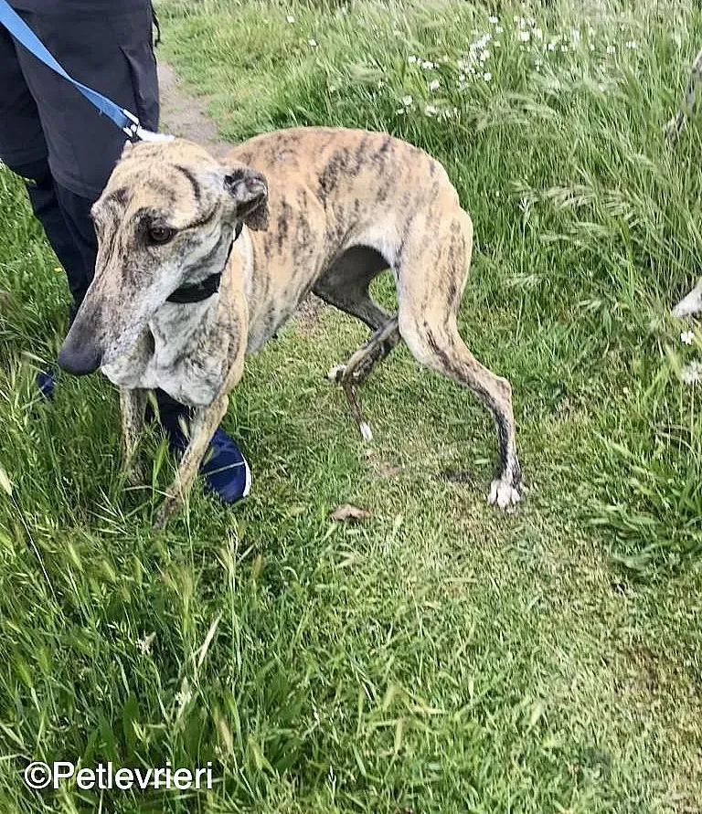 Chip 8215 adozione levrieri galgo 01