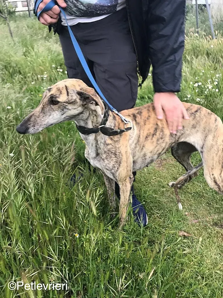 Chip 8215 adozione levrieri galgo 02