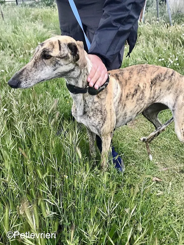 Chip 8215 adozione levrieri galgo 03