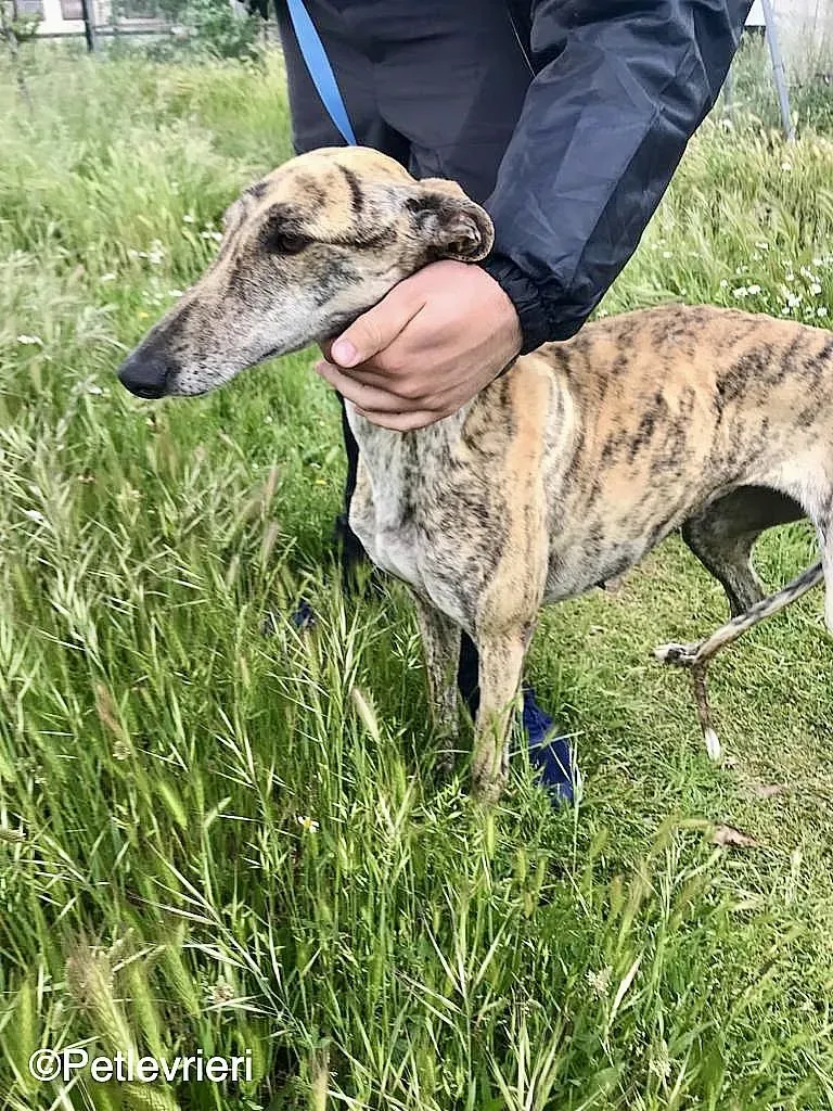 Chip 8215 adozione levrieri galgo 04