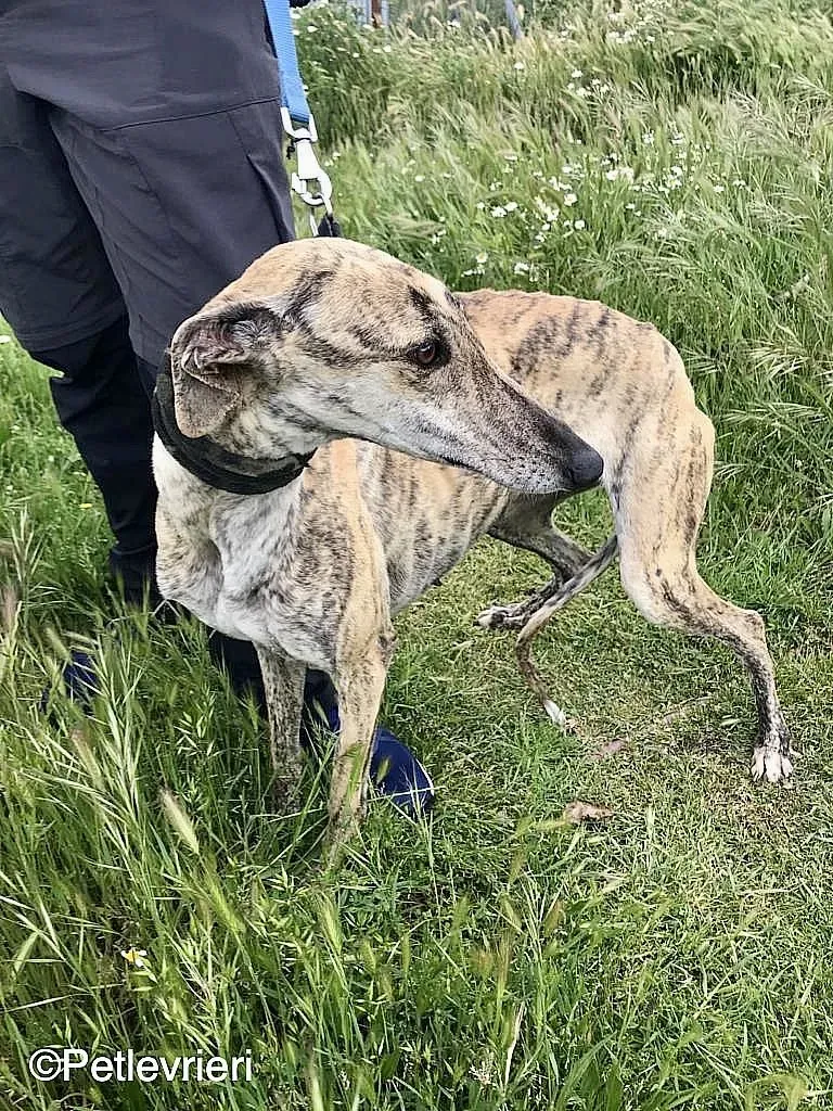 Chip 8215 adozione levrieri galgo 05