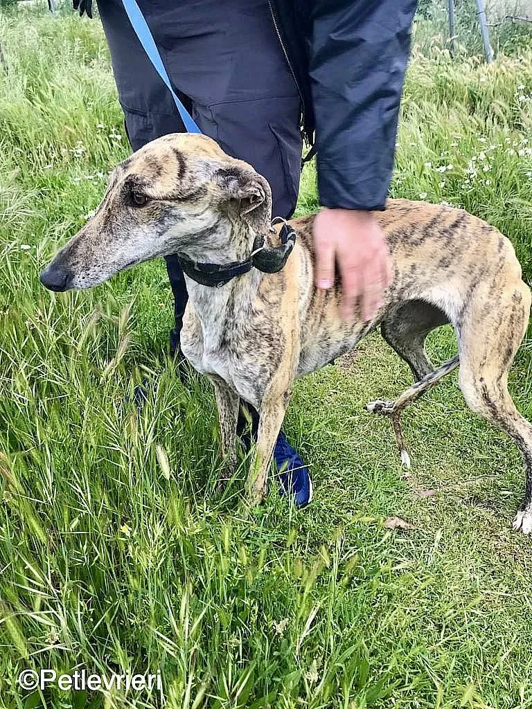 Chip 8215 adozione levrieri galgo 06