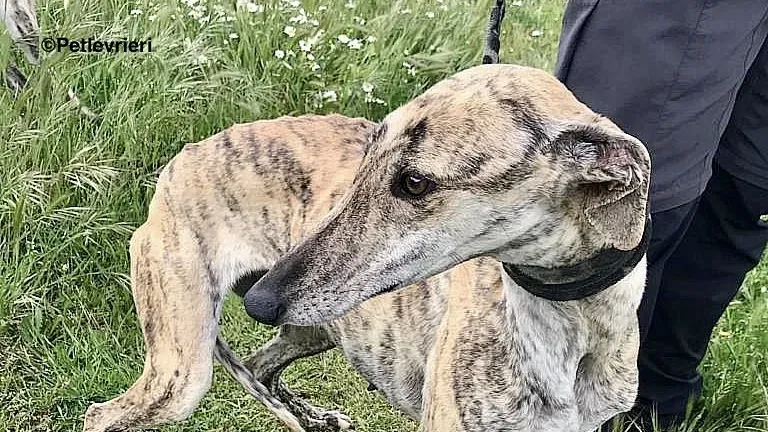 Chip 8215 adozione levrieri galgo 07 2